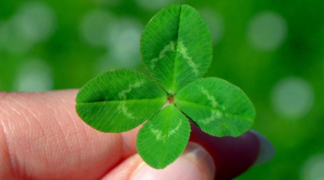 lucky, luck, clover